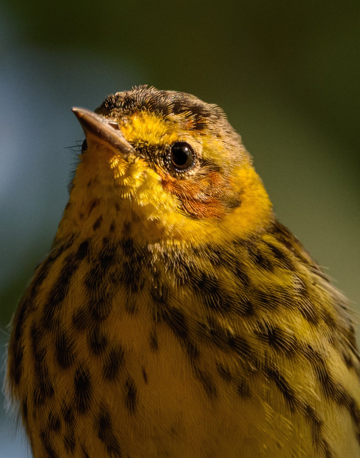 TMBTP: Salena Filichia: Portrait of a Cape May Photograph