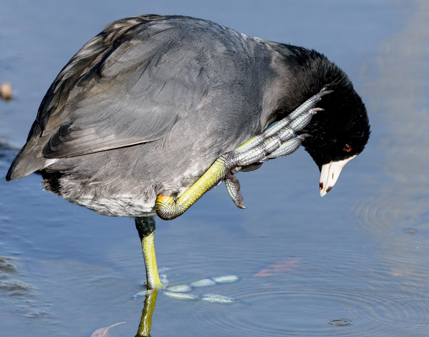TMBTP: Salena Filichia: Coot Foot Photograph