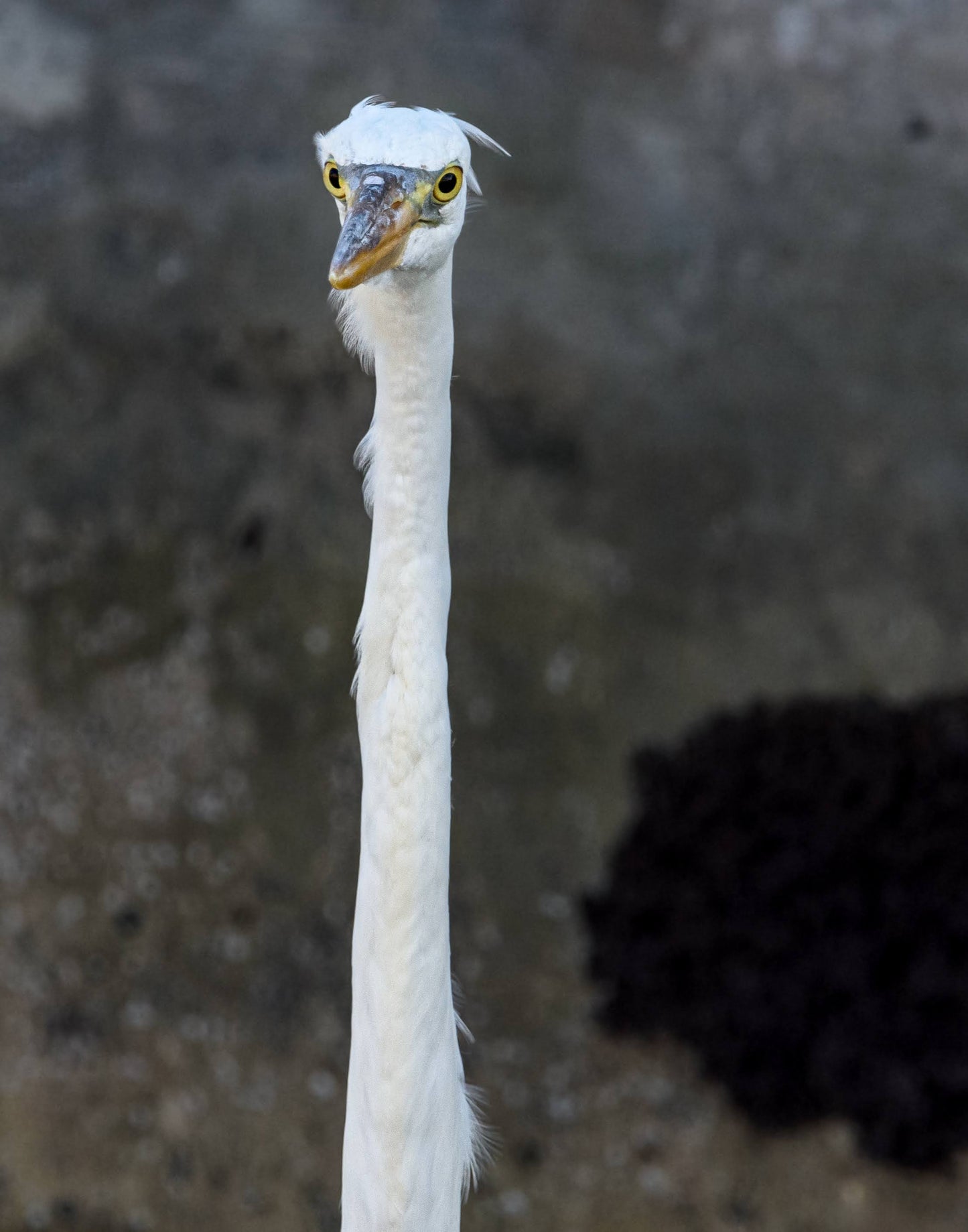 TMBTP: Salena Filichia: Great Egret Photograph