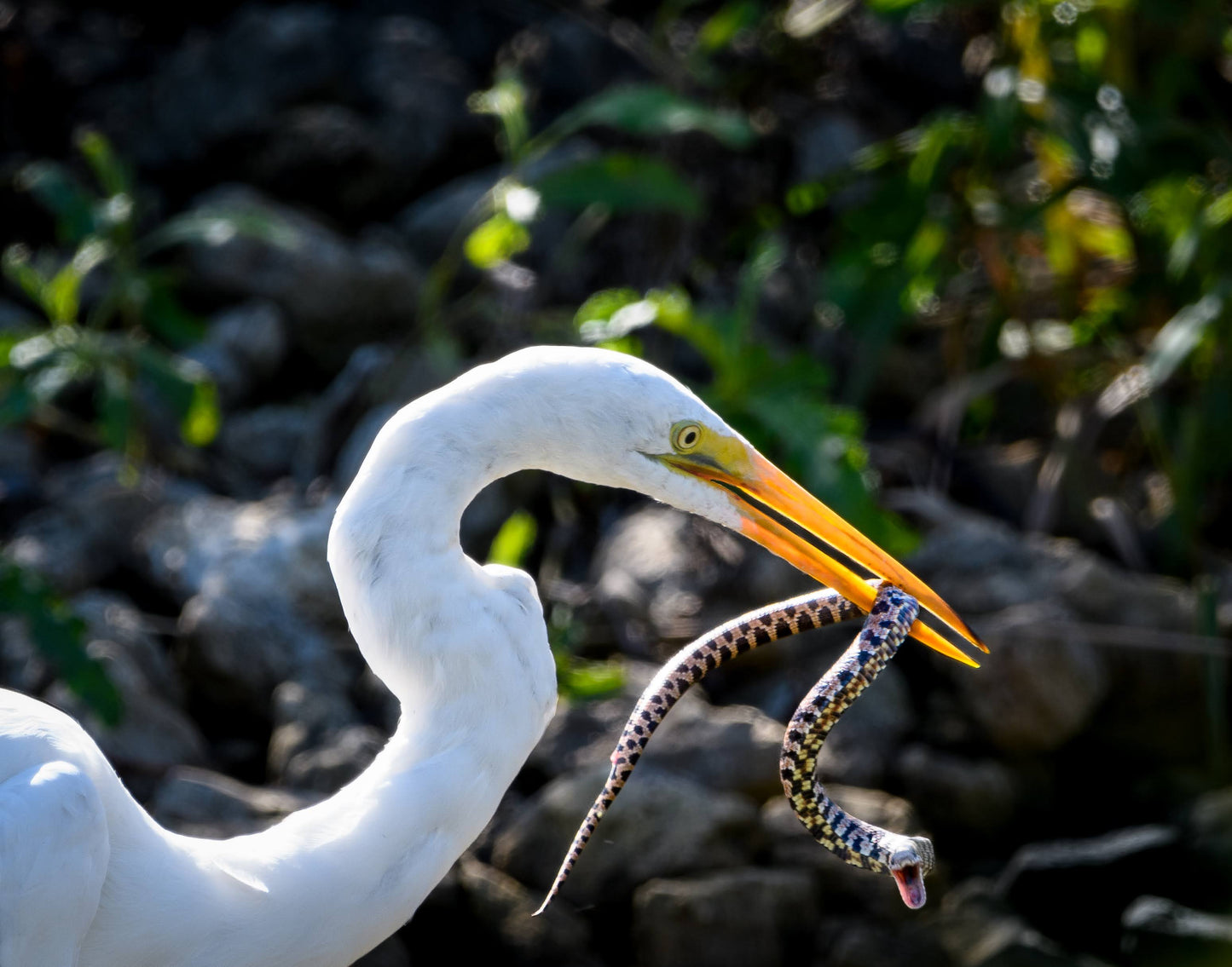 TMBTP: Salena Filichia: Great Egret with Snake Photograph