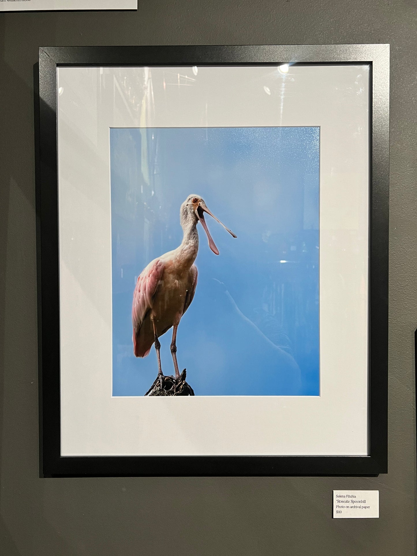 TMBTP: Salena Filichia: Roseate Spoonbill Photograph