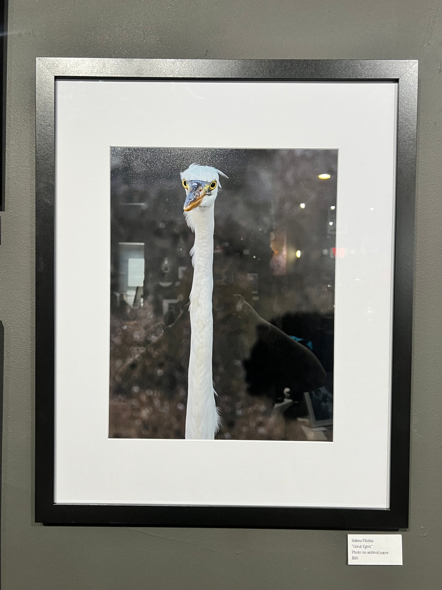 TMBTP: Salena Filichia: Great Egret Photograph