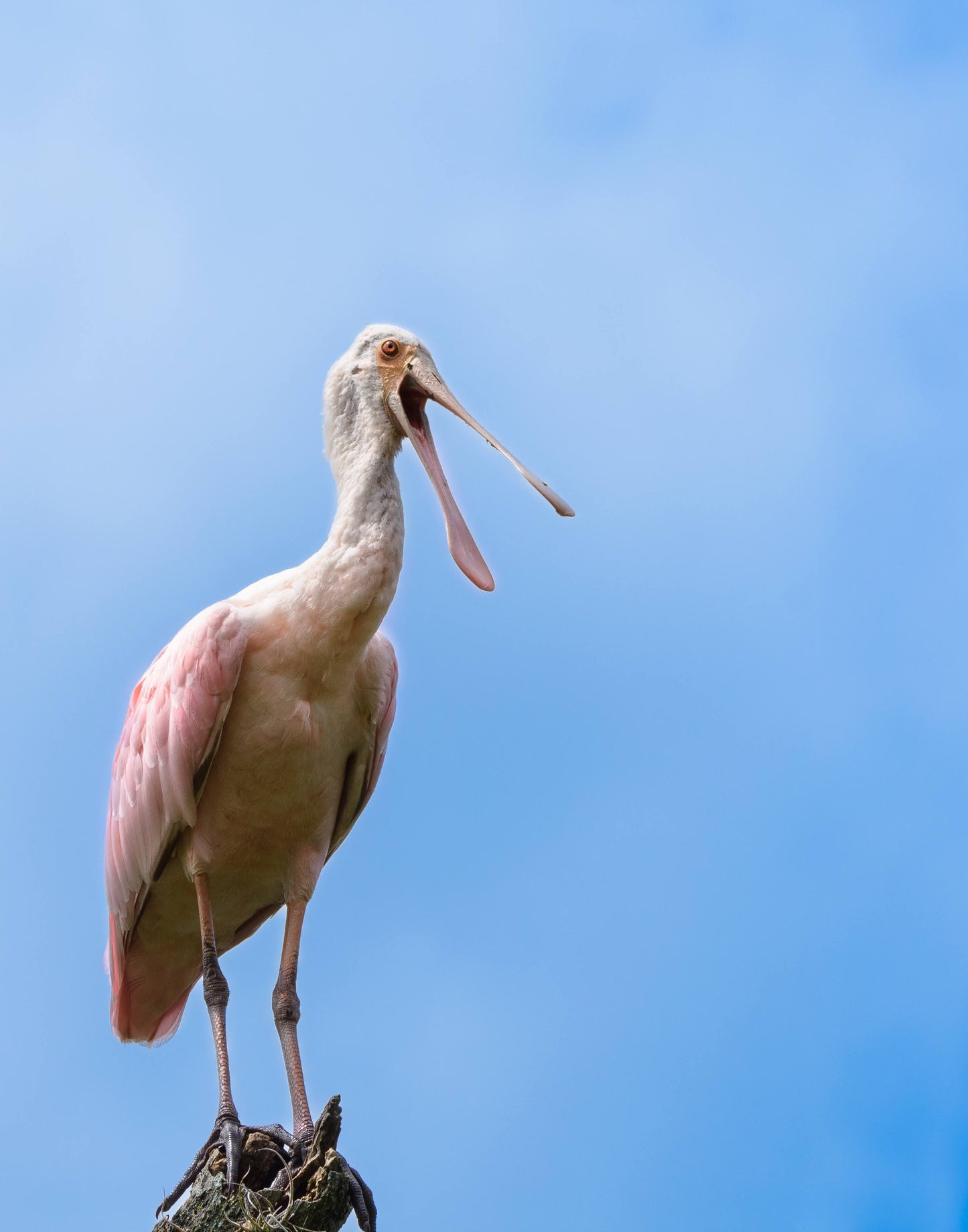 TMBTP: Salena Filichia: Roseate Spoonbill Photograph