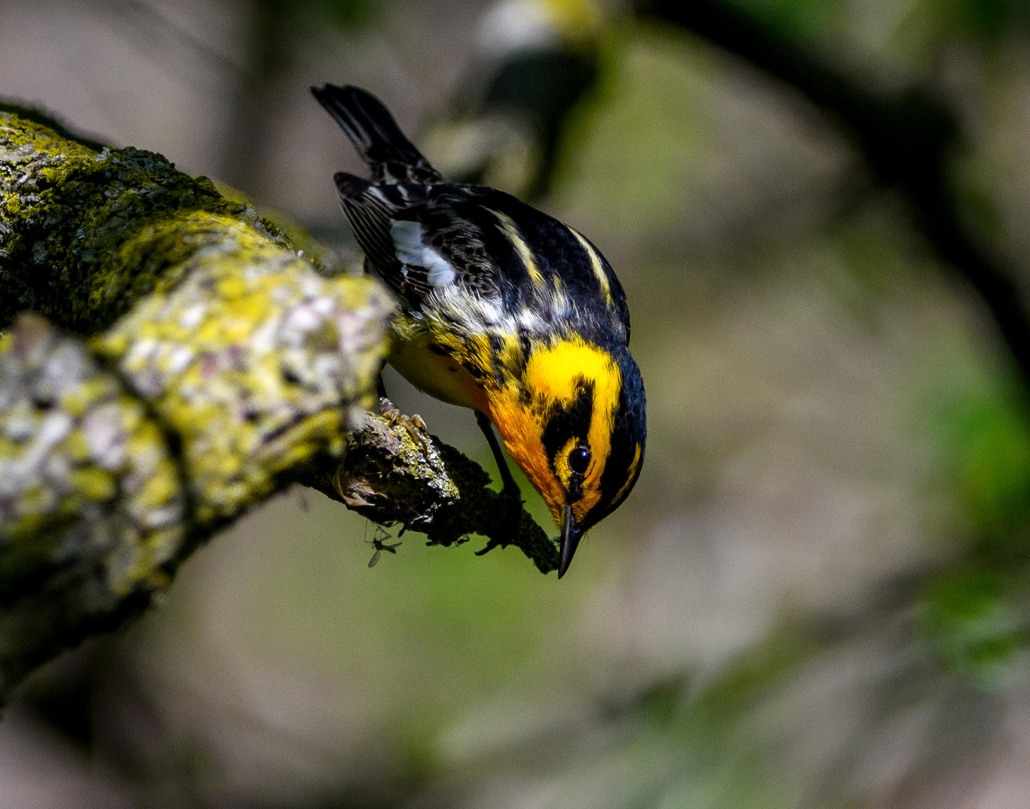 TMBTP: Salena Filichia: Blackburian with Skeeter Photograph