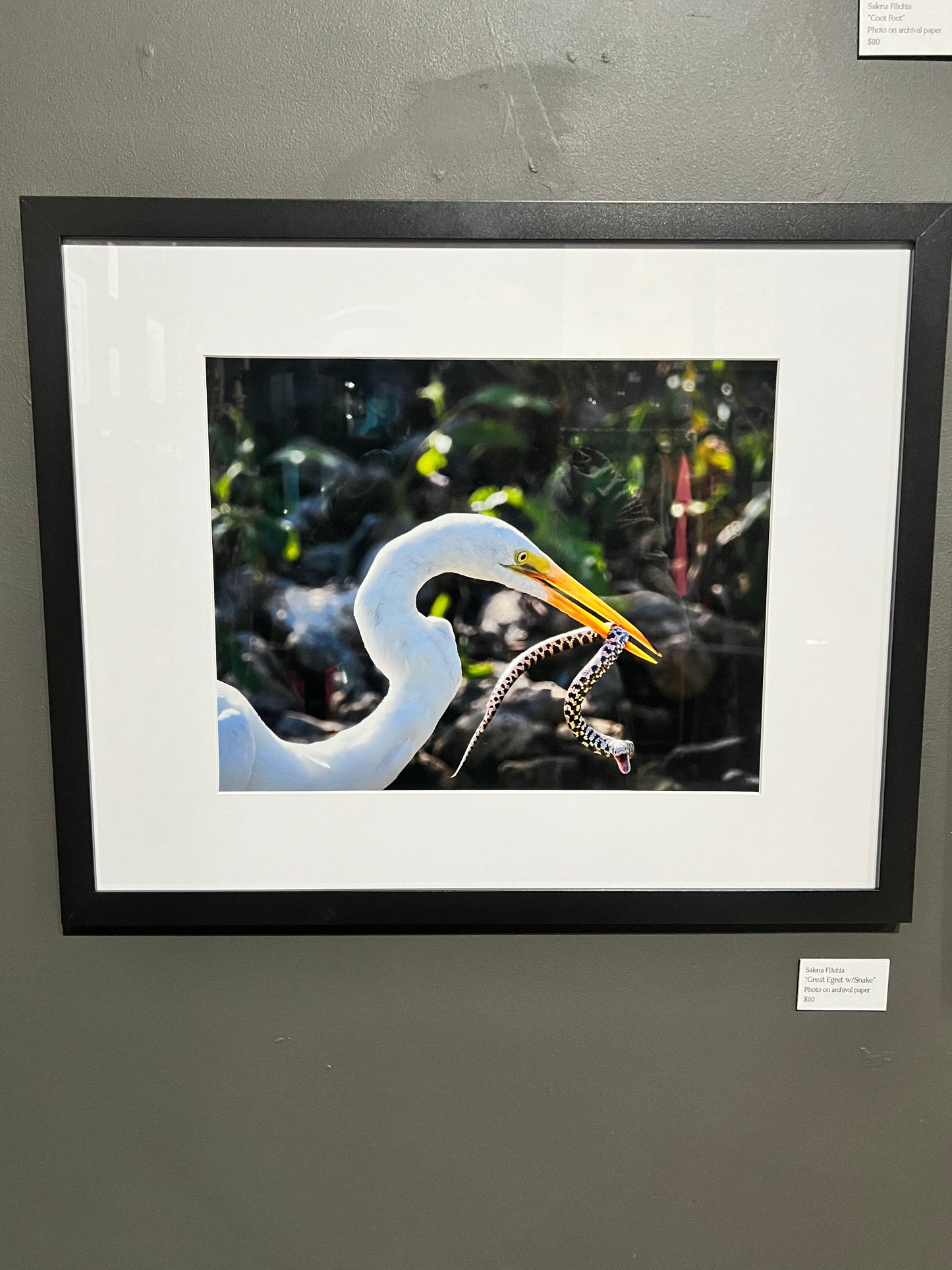 TMBTP: Salena Filichia: Great Egret with Snake Photograph