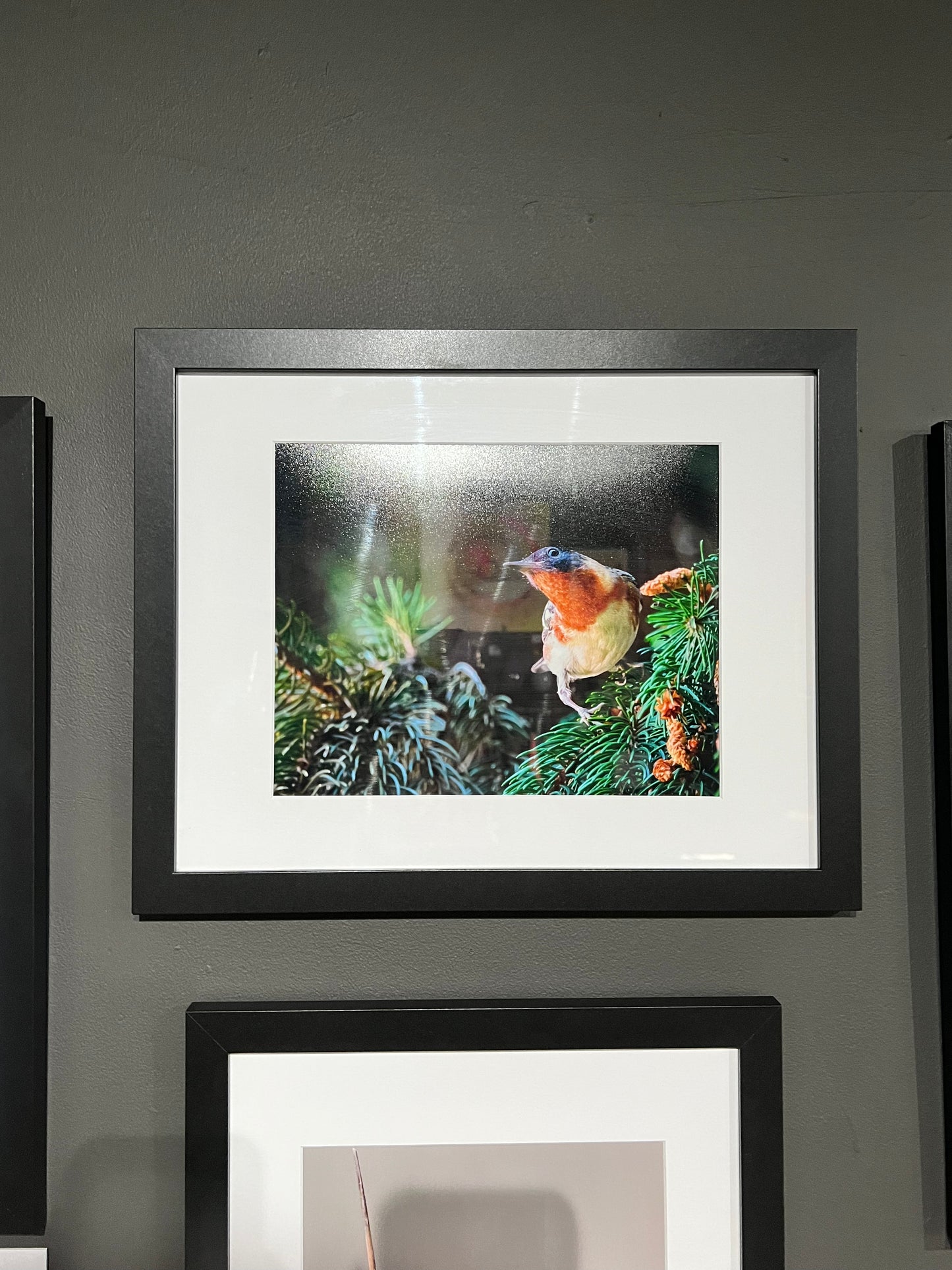 TMBTP: Salena Filichia: Bay Breasted Warbler Photograph