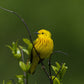 TMBTP: Salena Filichia: Yellow Warbler Photograph