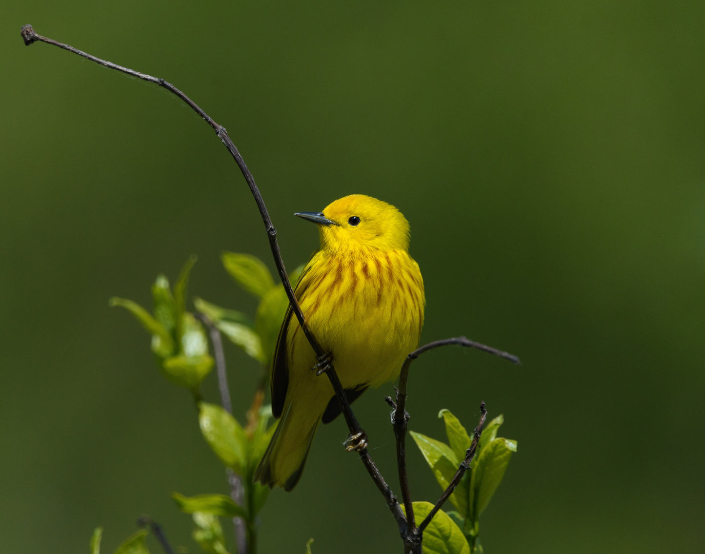 TMBTP: Salena Filichia: Yellow Warbler Photograph