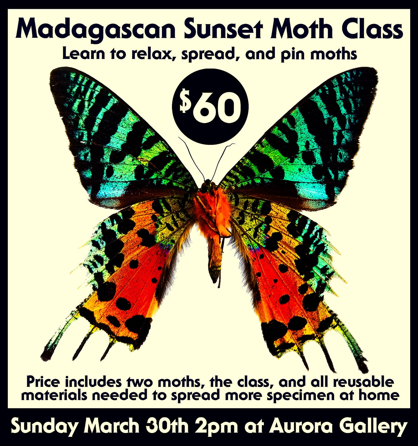 Madagascan Sunset Moth Class by Lyndi Lou