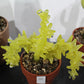 Glassy AF: Devyn Griley: Cacti