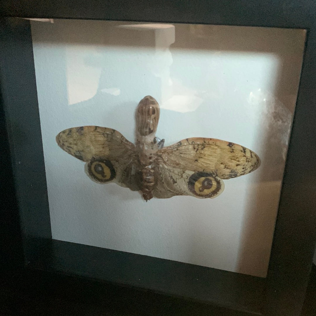 Lyndi Lou - framed PeanutHead Lanternfly