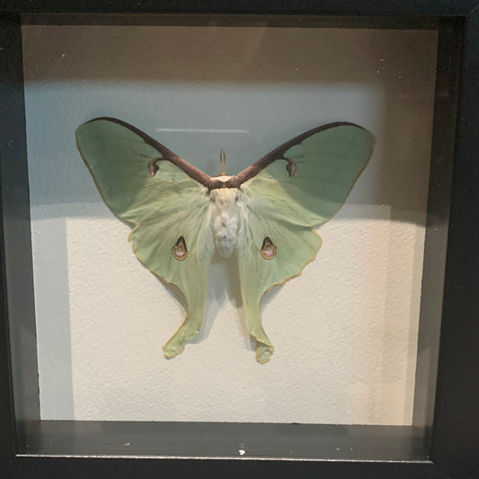 Lyndi Lou - framed American Luna Moth