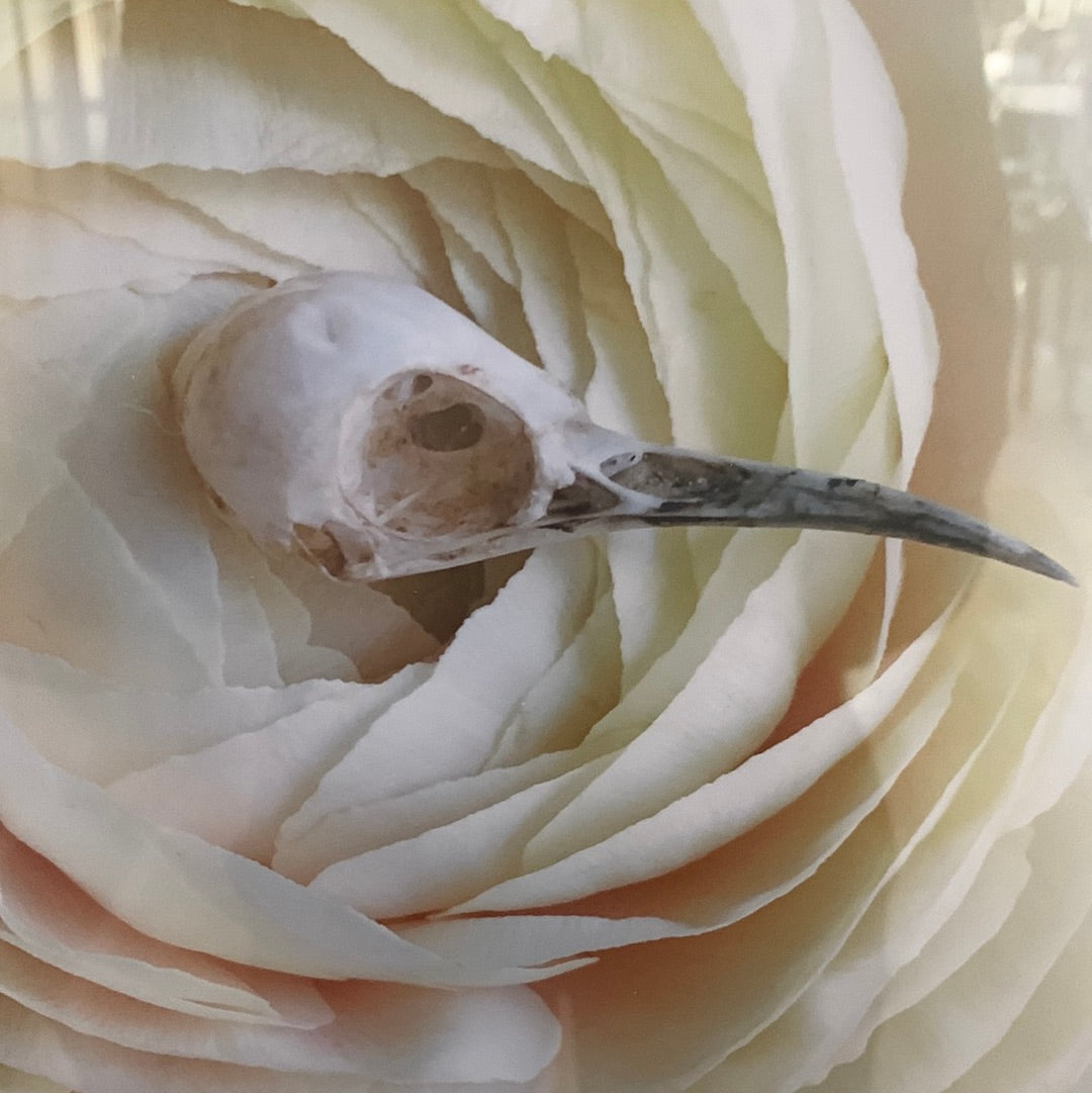 Mickie Winters - Bird skull 12.5x16