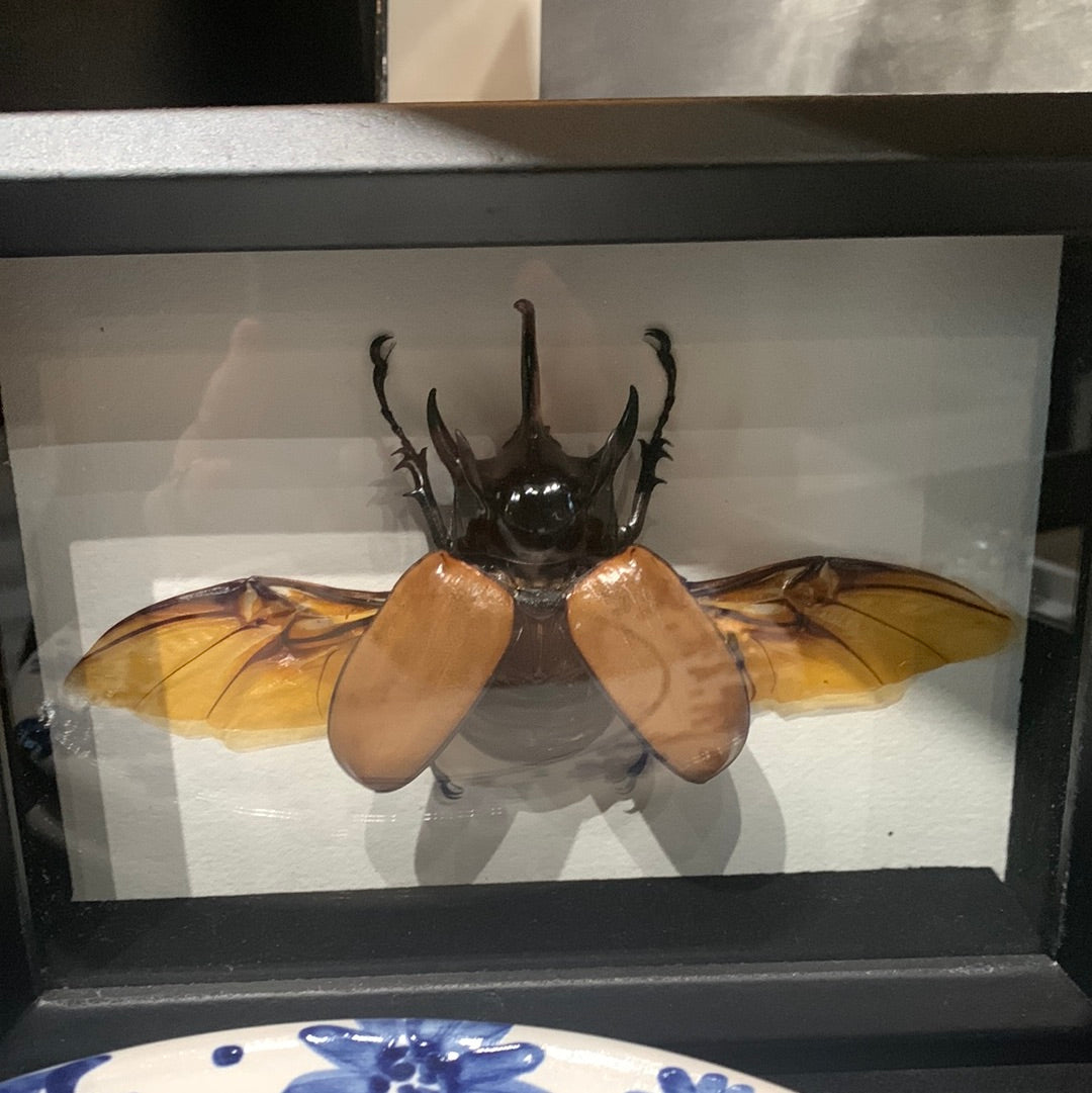 Lyndi Lou - Framed Rhino beetle