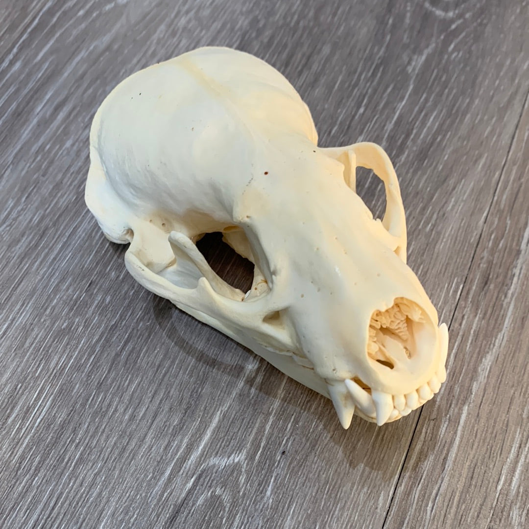 Dandelion - Badger skull