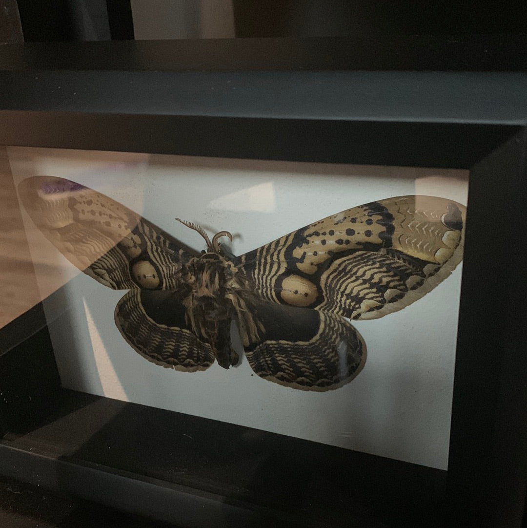 Lyndi Lou - Framed Brahmin Moth