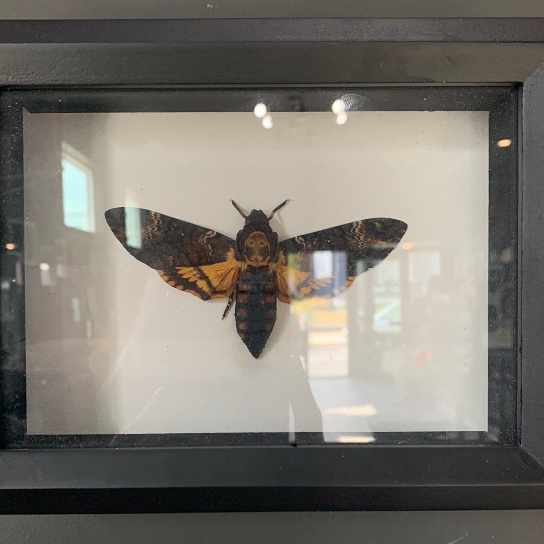 Lyndi Lou - Framed Deaths Head Moth