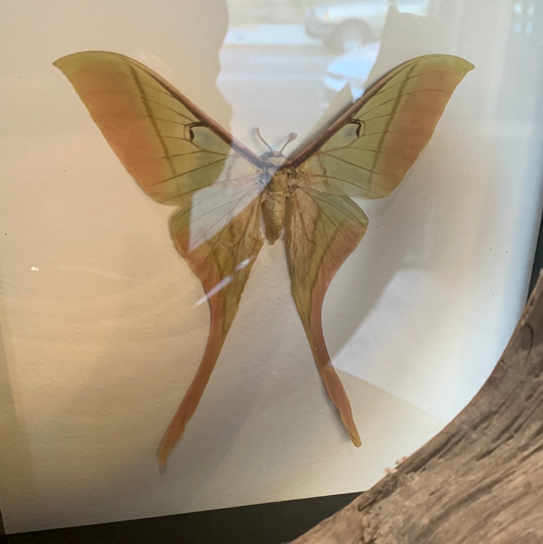 Lyndi Lou - Framed Actias Rhodopneuma Pink Spirit Moth