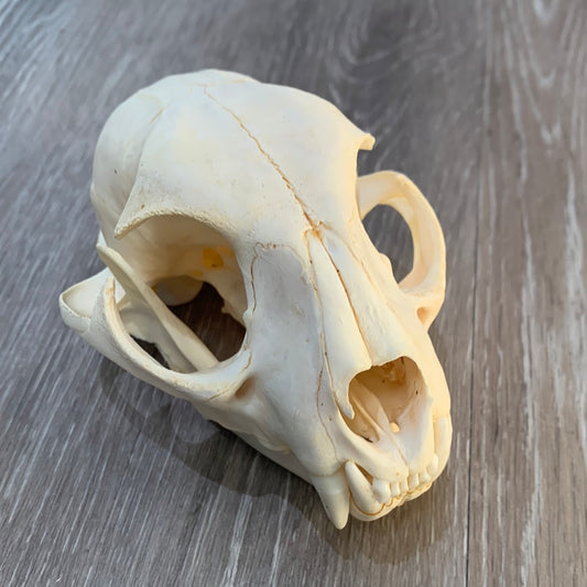Dandelion - Bobcat skull