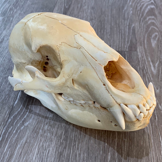 Dandelion - Bear skull