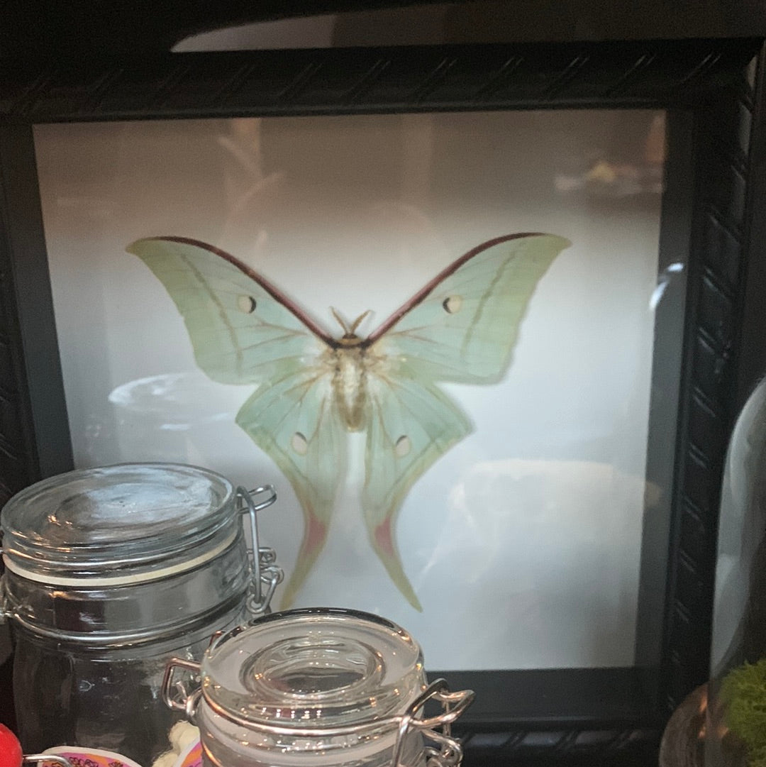 Lyndi Lou - Framed Actias Selene Indian Luna Moth